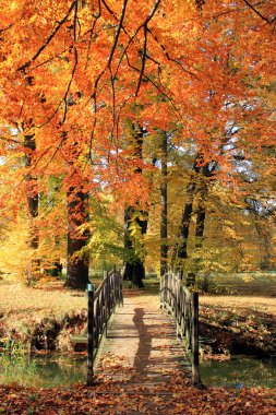 Herbst Landschaft Park bunt