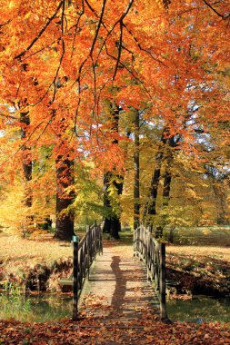 Herbst Landschaft Park bunt clipart