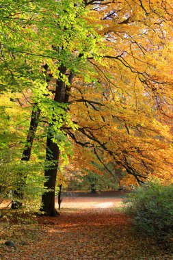 Fall autumn landscape clipart