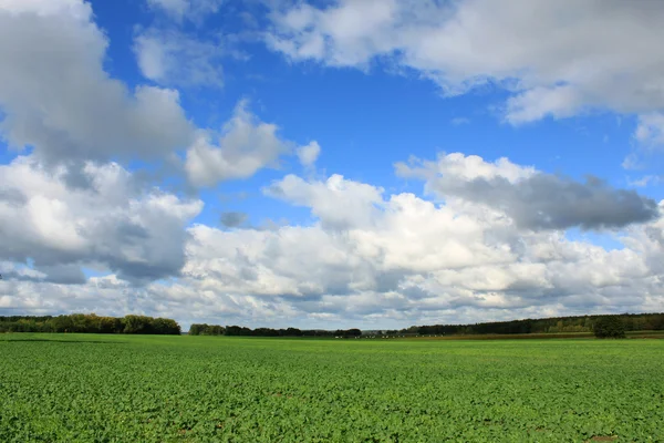 Champ vert ciel bleu et nuages — Photo