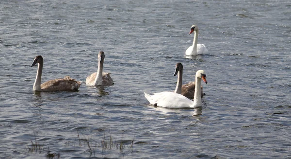Five swans — Stock Photo, Image