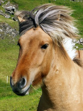 Iceland horse clipart