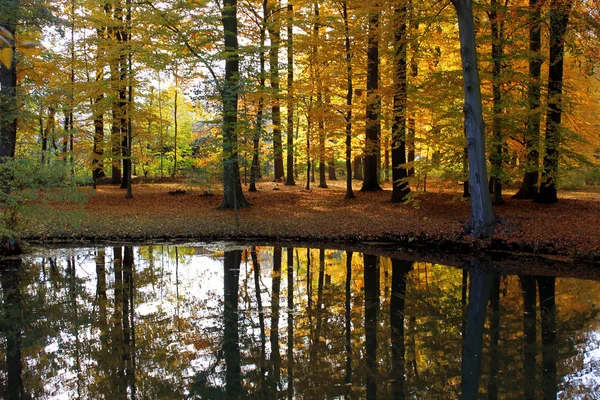 Пейзаж восени — стокове фото