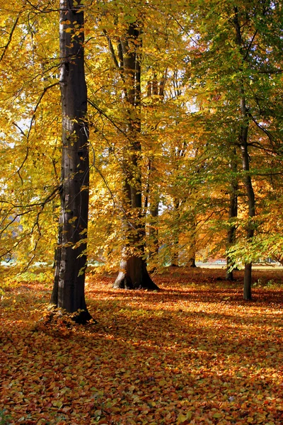 Paisaje en otoño otoño — Foto de Stock