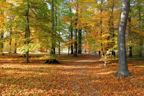 Пейзаж осенью — стоковое фото
