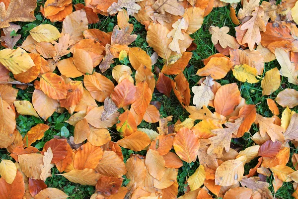 Folhas mortas coloridas — Fotografia de Stock