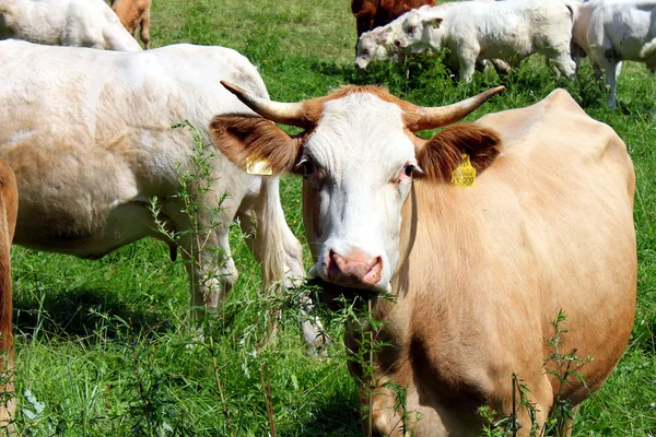 stock image Cows on a meadow