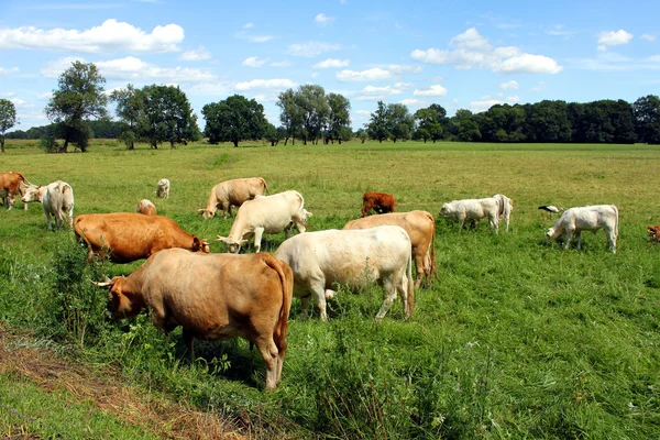 stock image Cows on a meadow