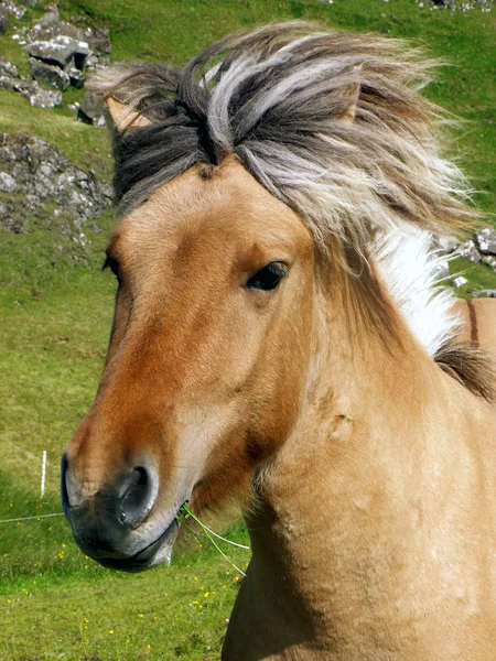 Ісландська кінь Стокове Фото