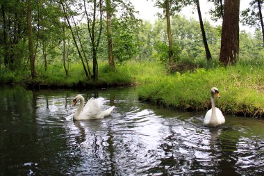 Swans and canal in the Spreewald clipart