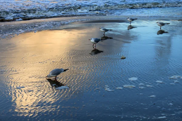 海鸥和海滩 — 图库照片