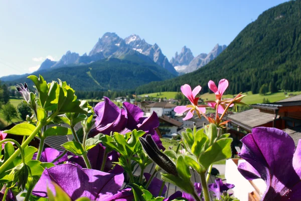 Flores e aldeia Sexten in the Dolomites — Fotografia de Stock