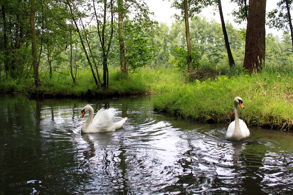 Cisnes y canal en el Spreewald Imagen de archivo