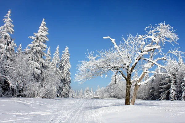 Взимку краєвид природи Стокова Картинка