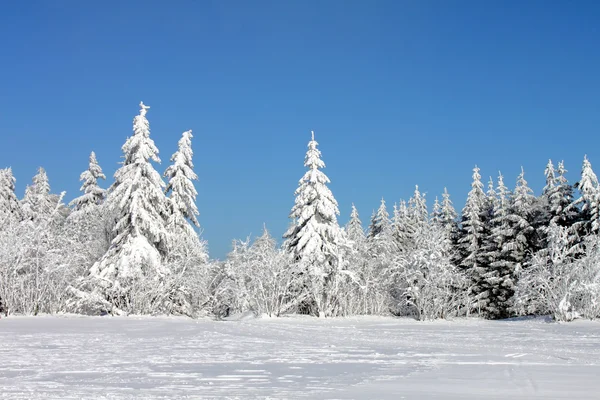 Winter landscape nature — Stock Photo, Image