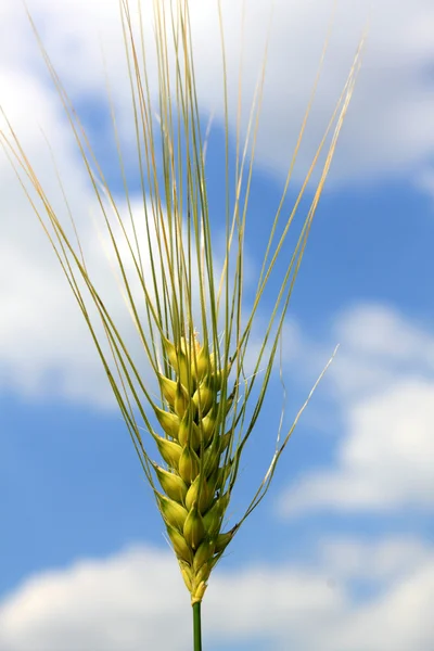 Kukorica fül Stock Fotó
