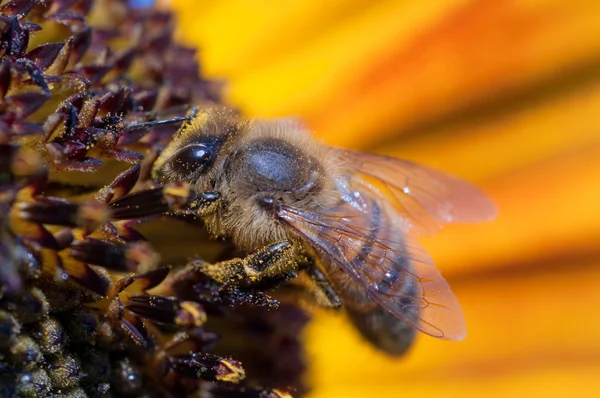 关闭蜜蜂向日葵上工作的 — 图库照片