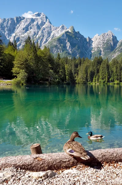 Lago di Fusine e monte Mangart avec canard — Photo