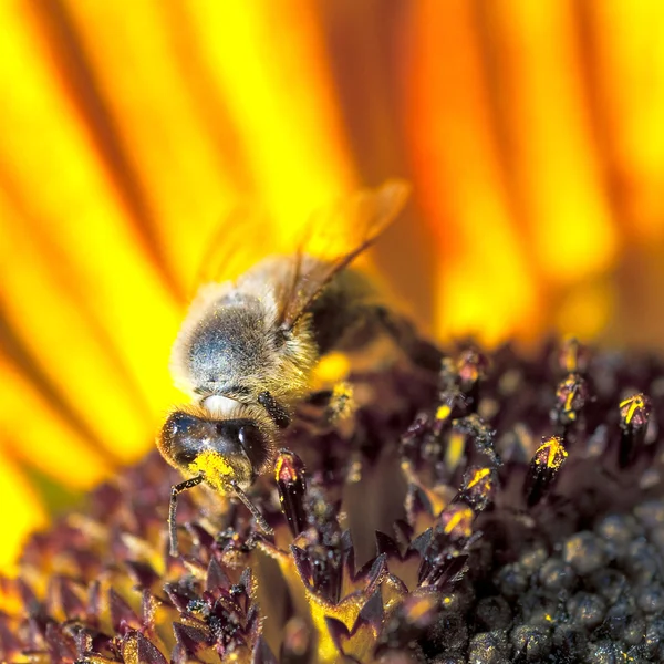 Méhek a napraforgó mutatja nyak — Stock Fotó