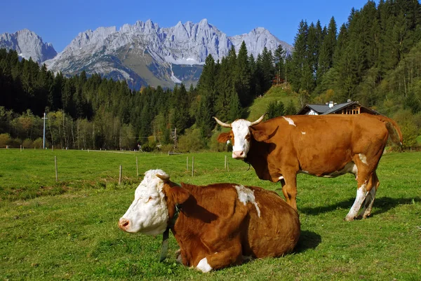 Duas vacas em alpes austríacos — Fotografia de Stock