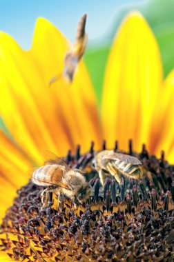 Two bees working on sunflower clipart