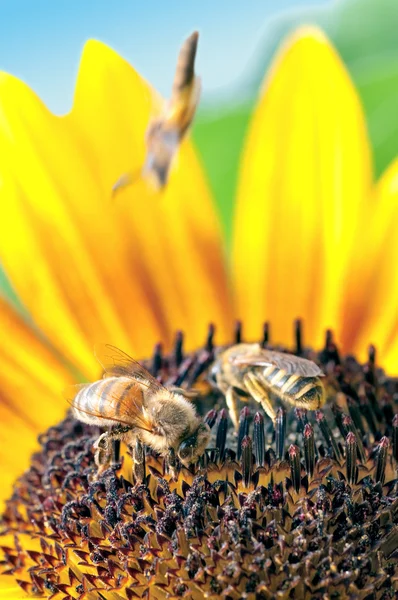 Due api che lavorano sul girasole — Foto Stock