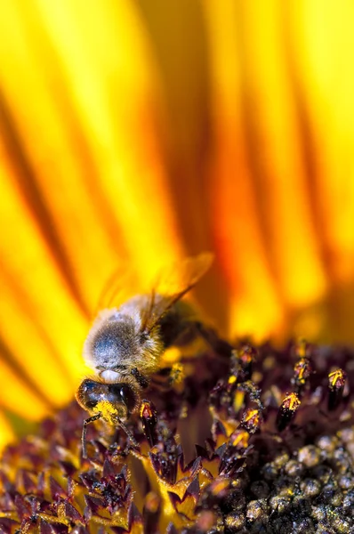 蜜蜂向日葵上的显示软脖子 — 图库照片