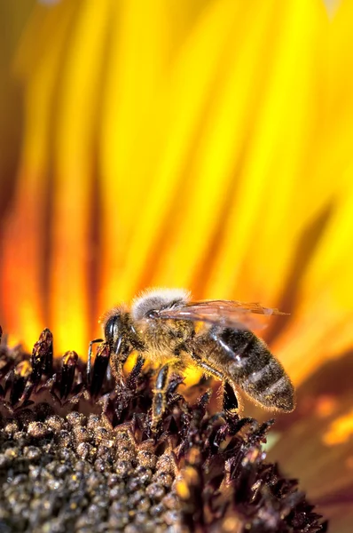 蜜蜂向日葵上工作 — 图库照片
