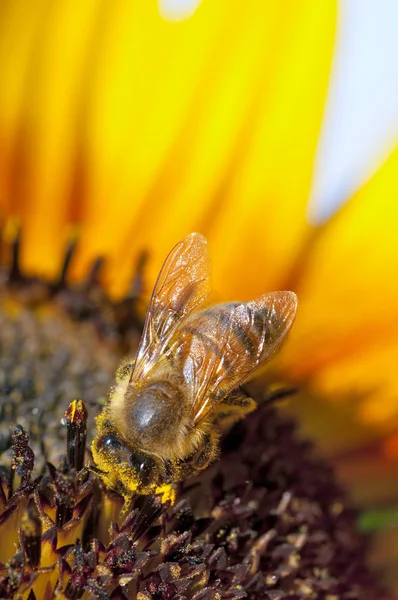 蜜蜂工作黄色的向日葵 — 图库照片