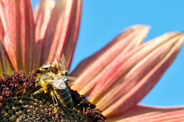 蜜蜂工作红色向日葵 — 图库照片