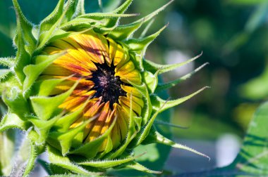 Sunflower sapling opening on the sun clipart