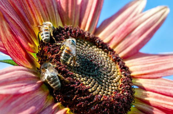 红色向日葵上的三个蜜蜂 — 图库照片