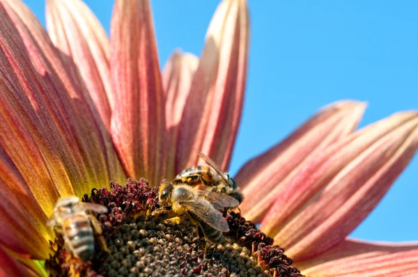 Tre api che lavorano sul girasole rosso — Foto Stock