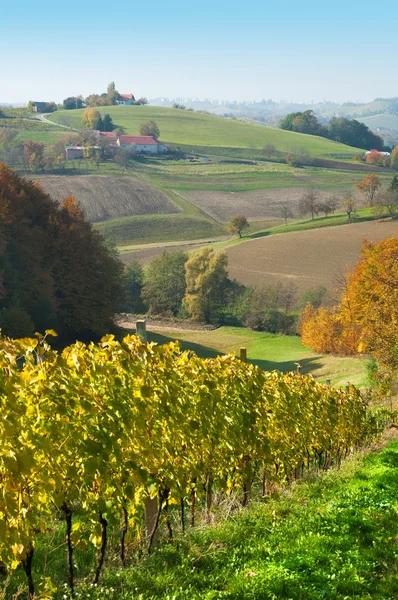 otlaklar hils ve wineyards, robaje - Hırvatistan