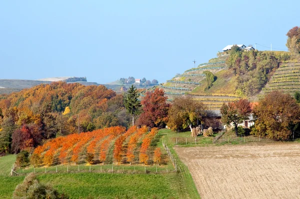 robadje - Hırvatistan Wineyards ve tepeler manzaraya