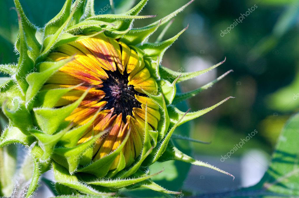 Sunflower sapling opening on the sun — Stock Photo © pablodebat 8260254