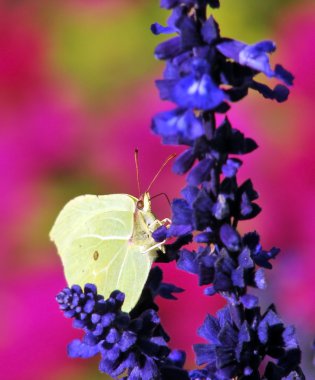 Sarı pieris brassicae kelebek mavi bir çiçek üzerinde kapat