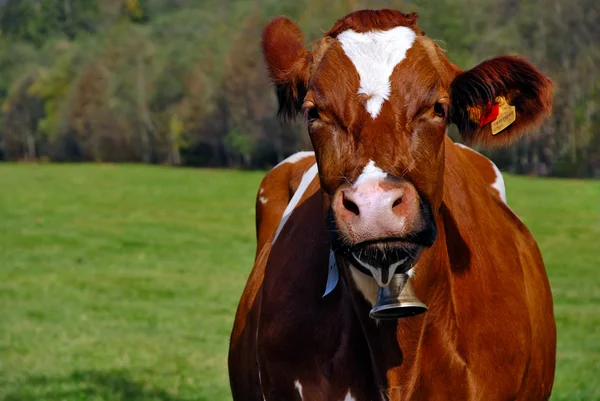Портрет бурой коровы с колокольчиком — стоковое фото