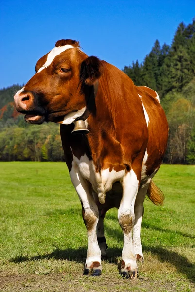 Volledige portret van bruine en witte koe staande — Stockfoto