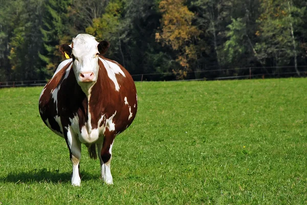 Terhes barna tehén teljes portréja — Stock Fotó