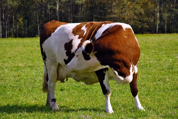Volledige portret van zwangere bruin koe gevoel van het kalf — Stockfoto