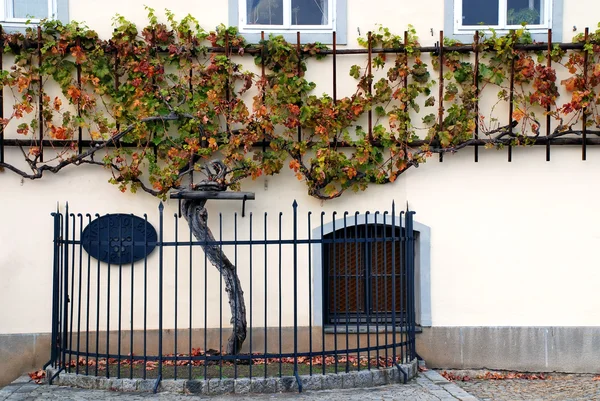 500 yaşındayım grapevine maribor - Slovenya