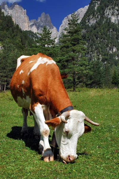 Gekrümmte und weiße Kühe fressen auf den Almen — Stockfoto