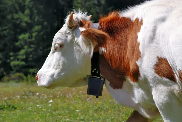 Vaca de cabeça marrom e branca com sino — Fotografia de Stock