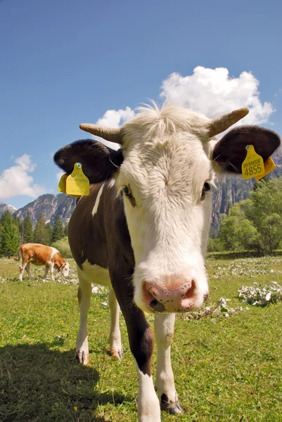 Коричневый и белый теленок, стоящий на вертикальных Альпах — стоковое фото