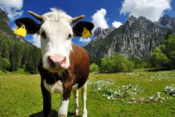 Коричнево-коричневый и белый теленок на альпах — стоковое фото