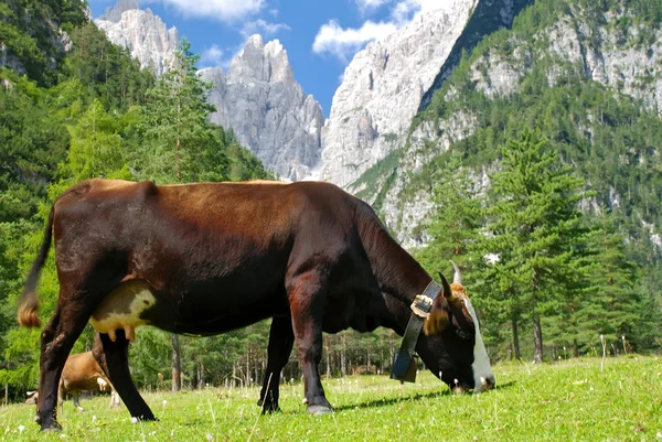 Vaca preta e marrom comendo em alpes — Fotografia de Stock