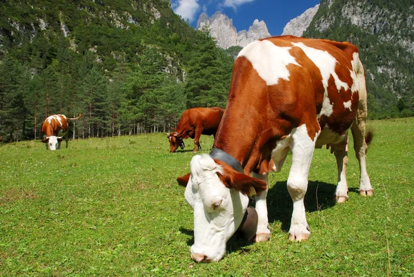 Коровье коричневое и белое едят на Альпах — стоковое фото