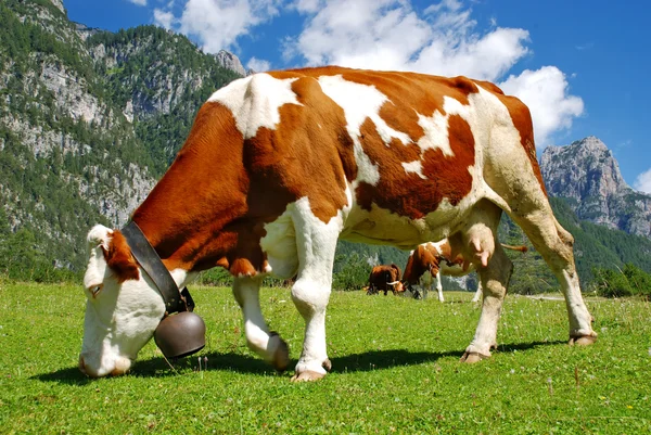 Kuh braun-weiß frisst auf Alpen vollständiges Porträt — Stockfoto