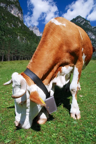Vaca marrom e branco comendo em alpes — Fotografia de Stock